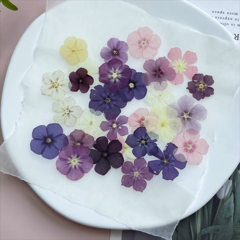 12 pièces, fleurs séchées pres - Resin Art Liquid avis et prix