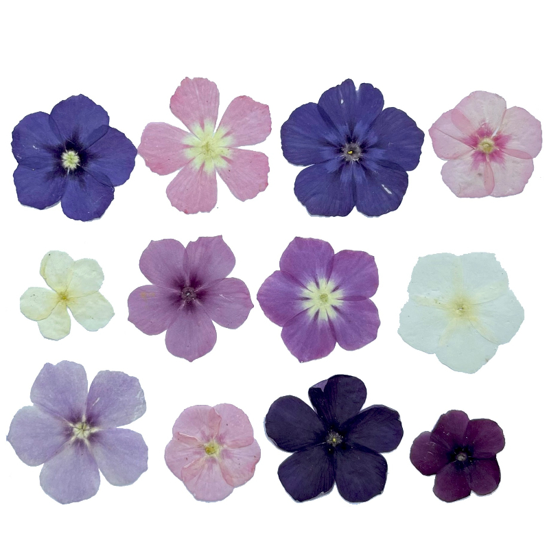 12 pièces, fleurs séchées pres - Resin Art Liquid avis et prix
